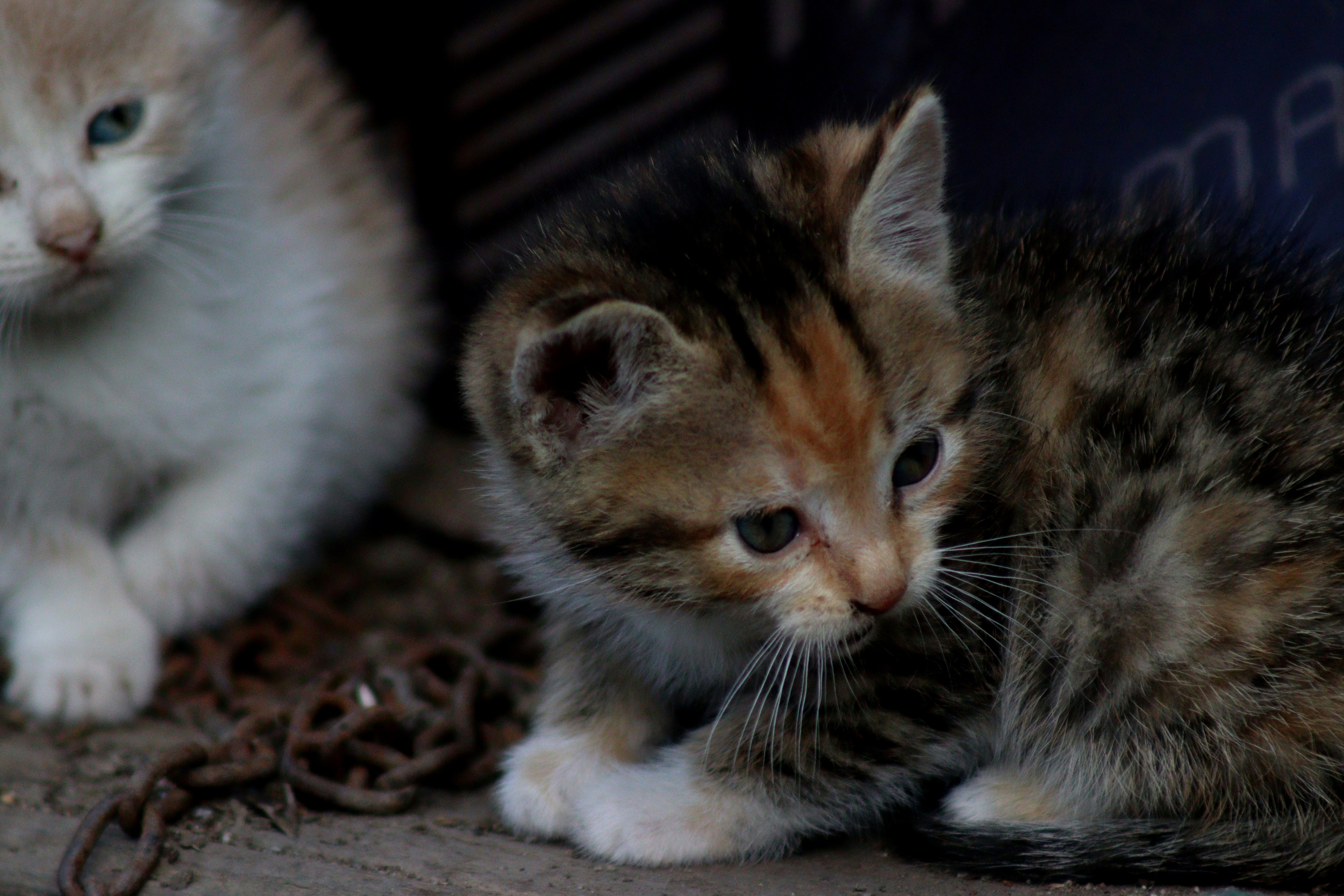 a couple of kittens sitting next to each other