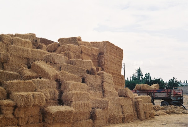 Freshly harvested green hay bundles stacked neatly in a rustic wooden crate