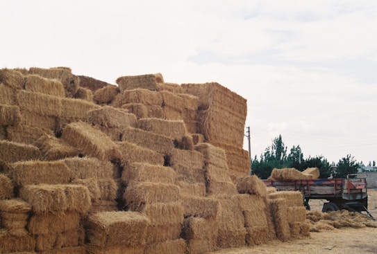 A large stack of rectangular hay bales piled high in an outdoor setting, with some bales slightly dislodged and irregularly placed. In the background, a wooden cart or trailer is partially visible, and lush green trees are silhouetted against a partly cloudy sky.