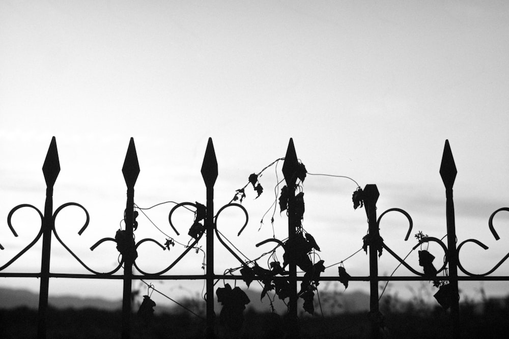 a black and white photo of a wrought iron fence