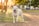 A joyful dog playing in a sunny park.