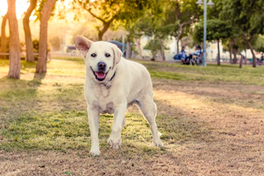 A joyful dog playing fetch in a sunny park.