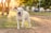 A happy dog playing in a sunny park with a joyful expression.