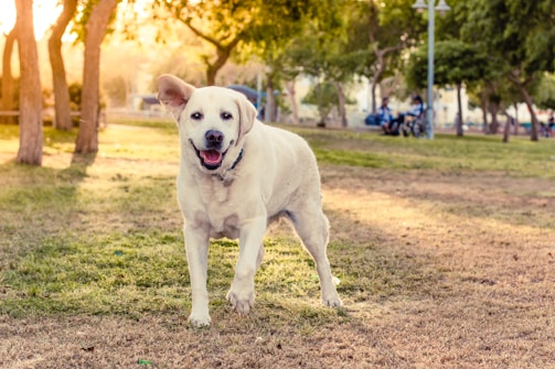 A joyful dog playing in a sunny park setting.