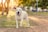 A happy dog playing in a sunny park with a joyful expression.