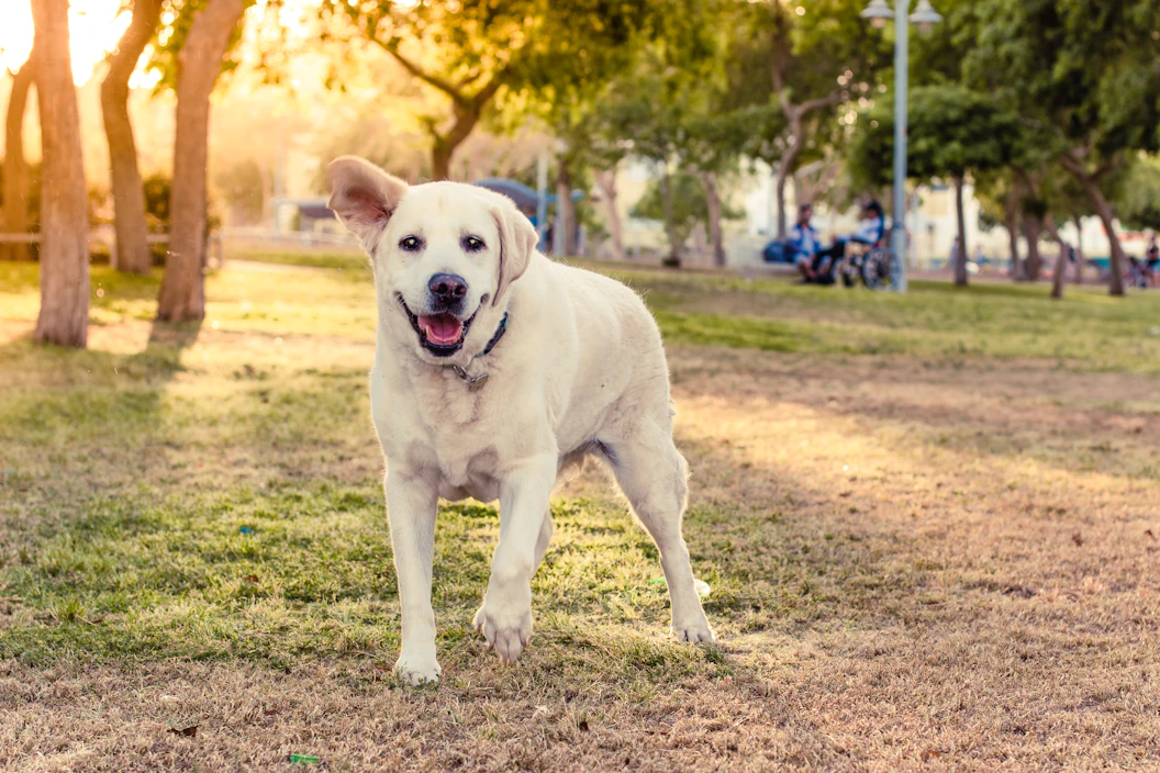 A joyful dog playing fetch in a sunny Leawood park, with a smiling dog sitter nearby.