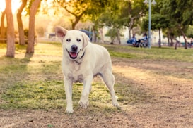A joyful white dog is running on a grassy area in a park. The dog appears to be happy and in mid-stride with its tongue out. Sunlight filters through the trees, creating a warm, serene atmosphere. In the background, there are a few people sitting on benches and relaxing.