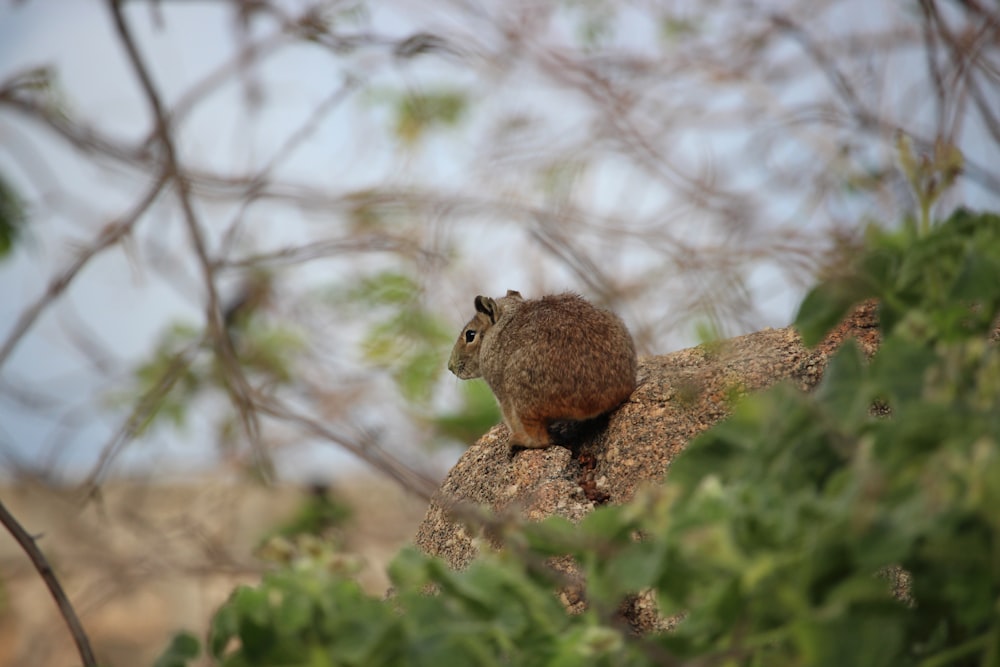 a small animal sitting on top of a tree branch