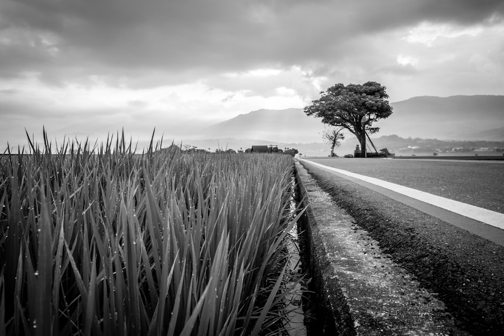 a black and white photo of a road and a tree