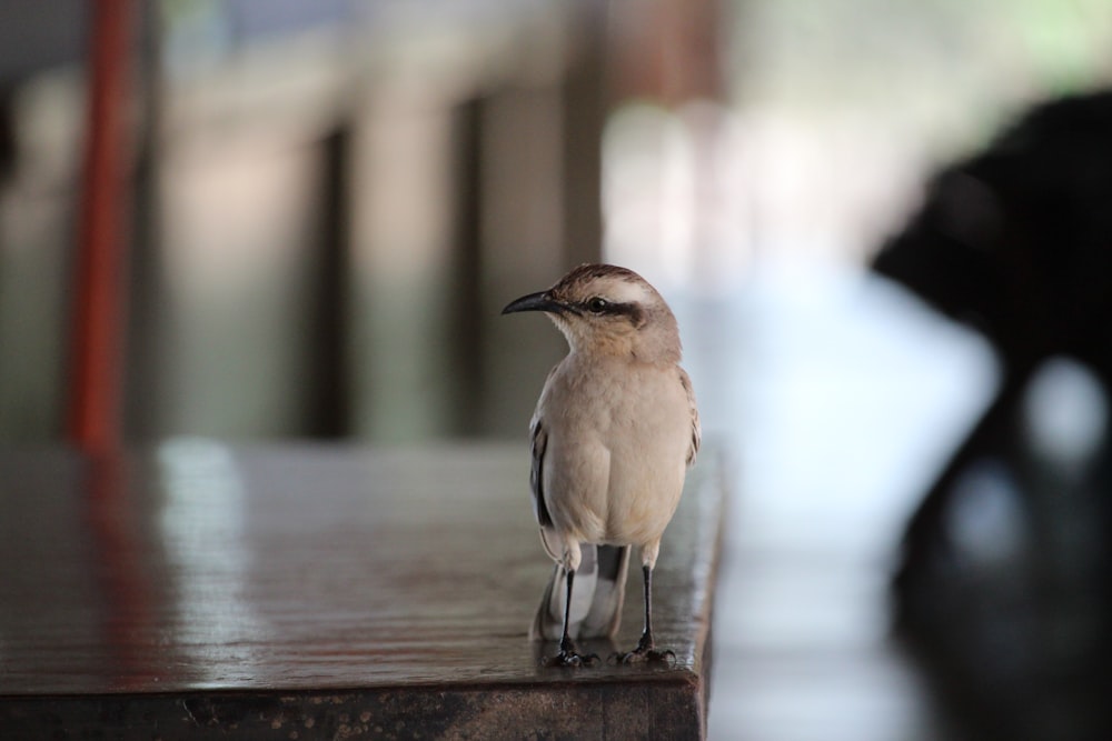 a small bird sitting on top of a wooden table