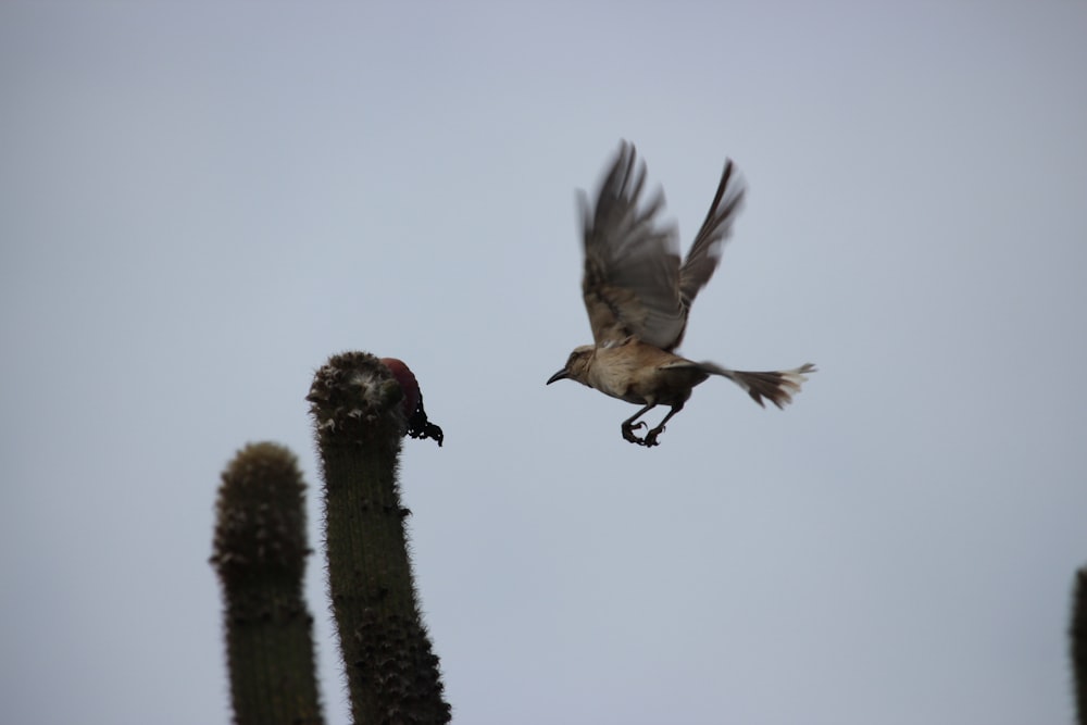 a bird is flying near a cactus plant
