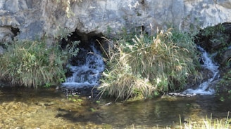 A restored natural spring flowing through lush green vegetation in a rural landscape.