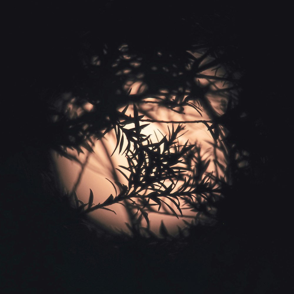a view of the moon through the branches of a tree