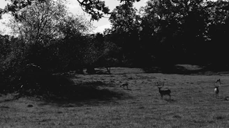 A peaceful morning scene with deer grazing near the cabin’s window.