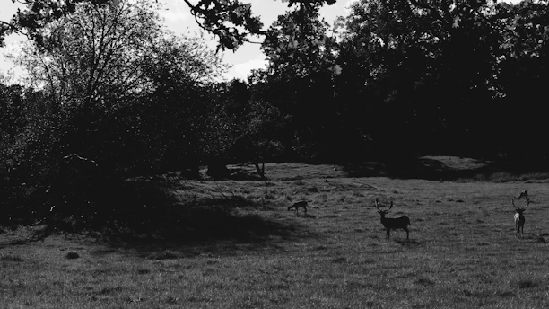 A peaceful morning scene with deer grazing near the cabin’s window.