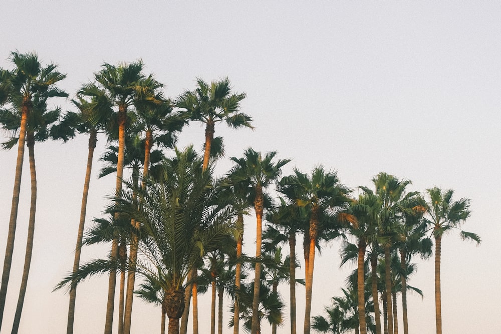 a row of palm trees with a sky background