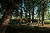 A small group engaging in a ground-based therapy session with horses amid open fields.