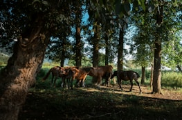 A small group engaging in a ground-based therapy session with horses amid open fields.