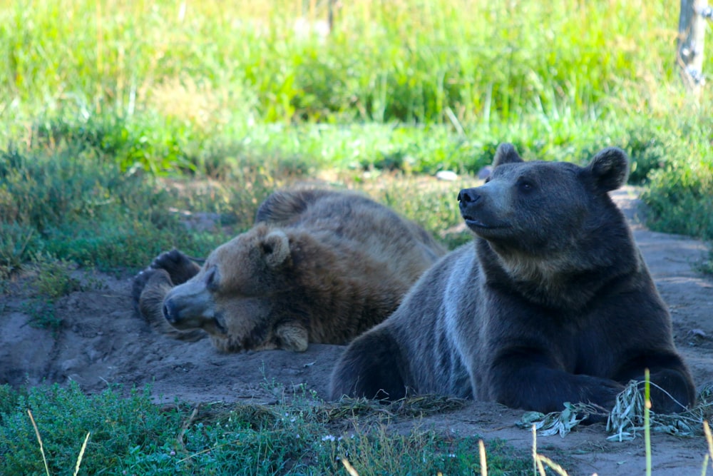 two brown bears laying down in the grass