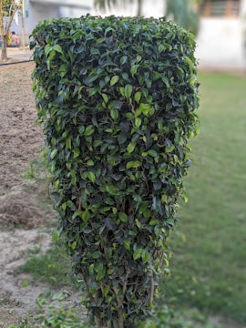 Close-up of trimmed shrubs showing even, healthy green leaves.