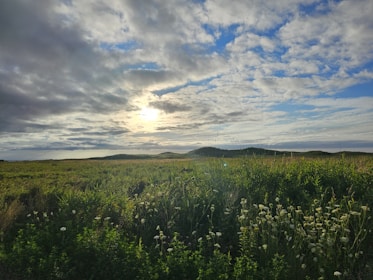 A serene landscape of blooming wildflowers in Huelva.