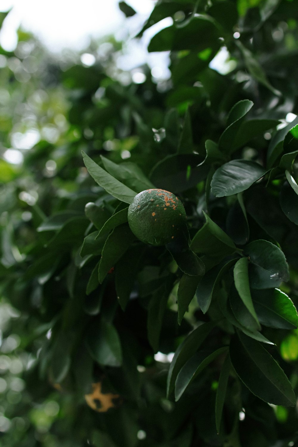 a close up of a tree with a fruit on it