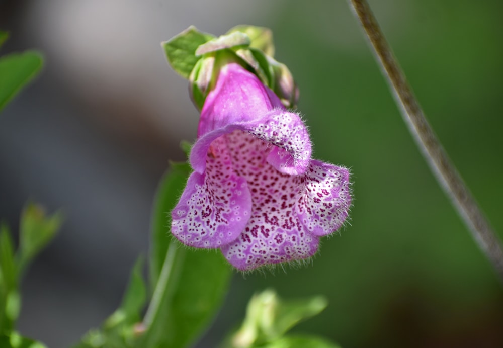 um close up de uma flor com um fundo desfocado