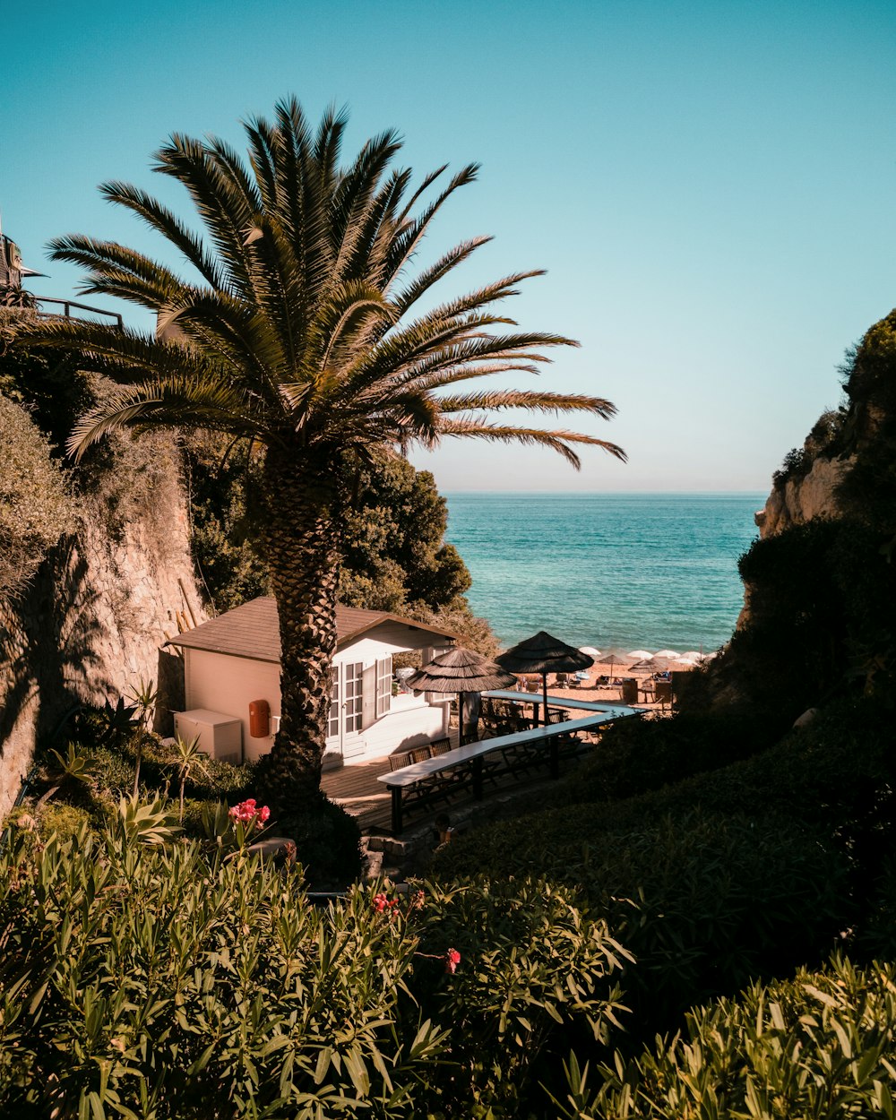 a palm tree next to the ocean with a house in the background