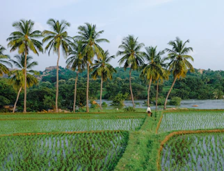 a man walking through a rice field next to palm trees