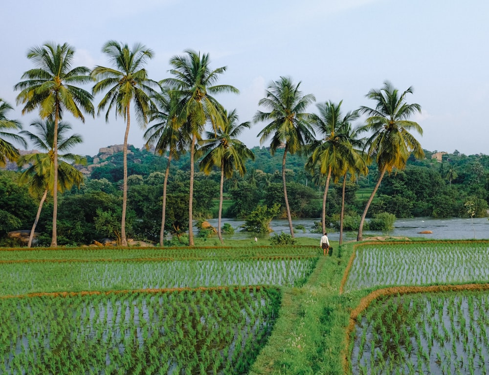 a man walking through a rice field next to palm trees