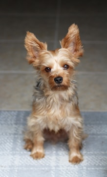 A small, fluffy dog with a silky, tan coat and large, upright ears sits on a textured, light-colored rug. The dog has a friendly and inquisitive expression, with its head slightly tilted.