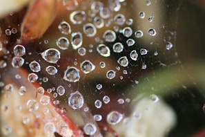 A detailed macro shot of raindrops on a spider web glistening in sunlight