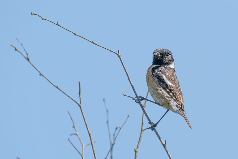 a bird is sitting on a tree branch