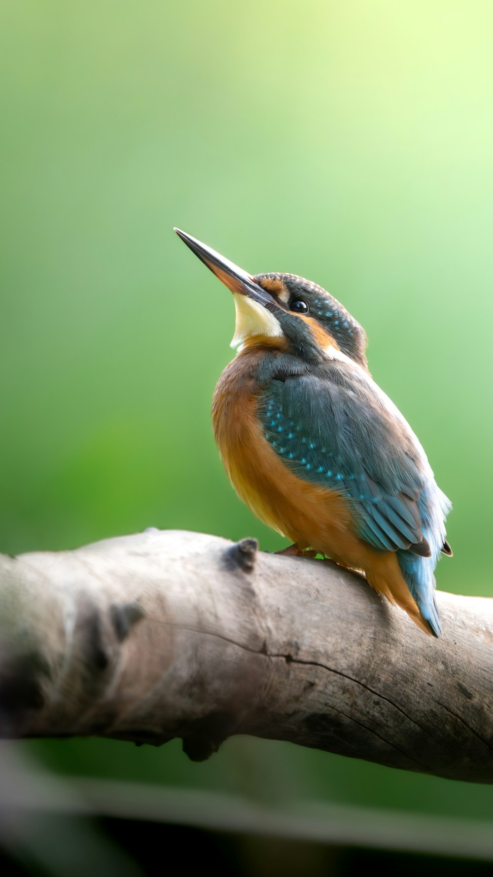 a colorful bird sitting on top of a tree branch