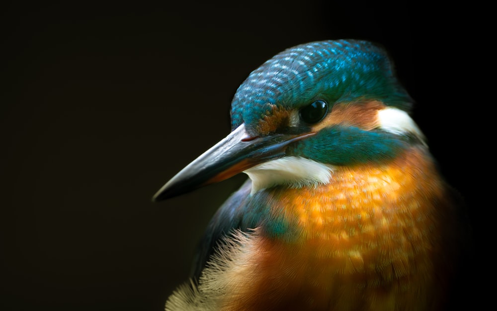 a close up of a colorful bird with a black background