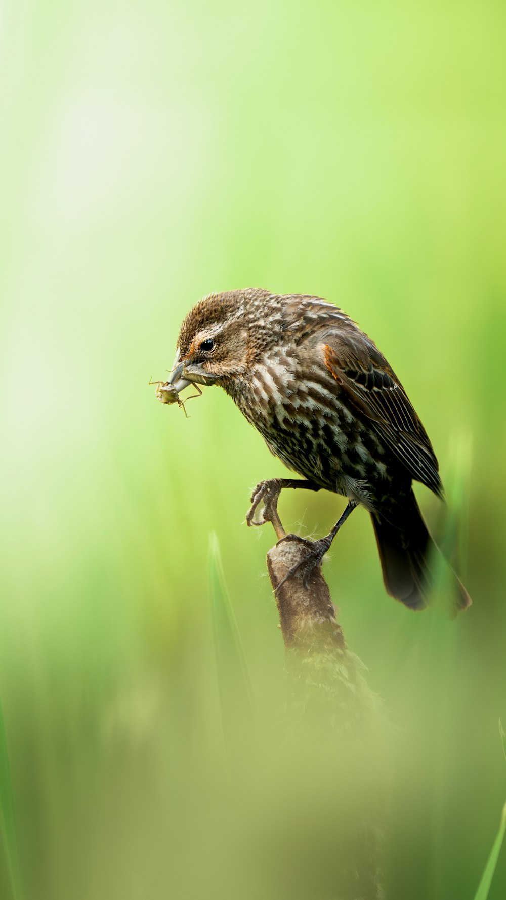 a small bird sitting on top of a branch