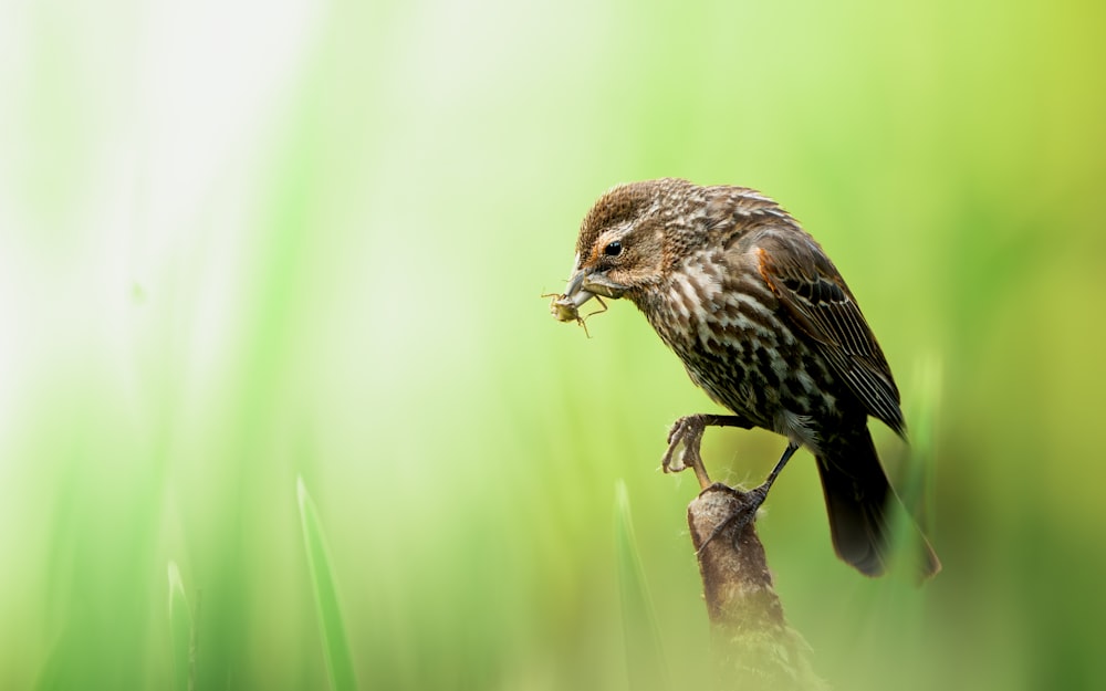 ein Vogel, der mit einem Wurm im Maul auf einem Ast sitzt