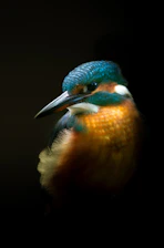 A close-up of a vibrant kingfisher perched beside a tranquil pond.