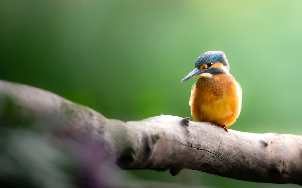 a small colorful bird sitting on a tree branch