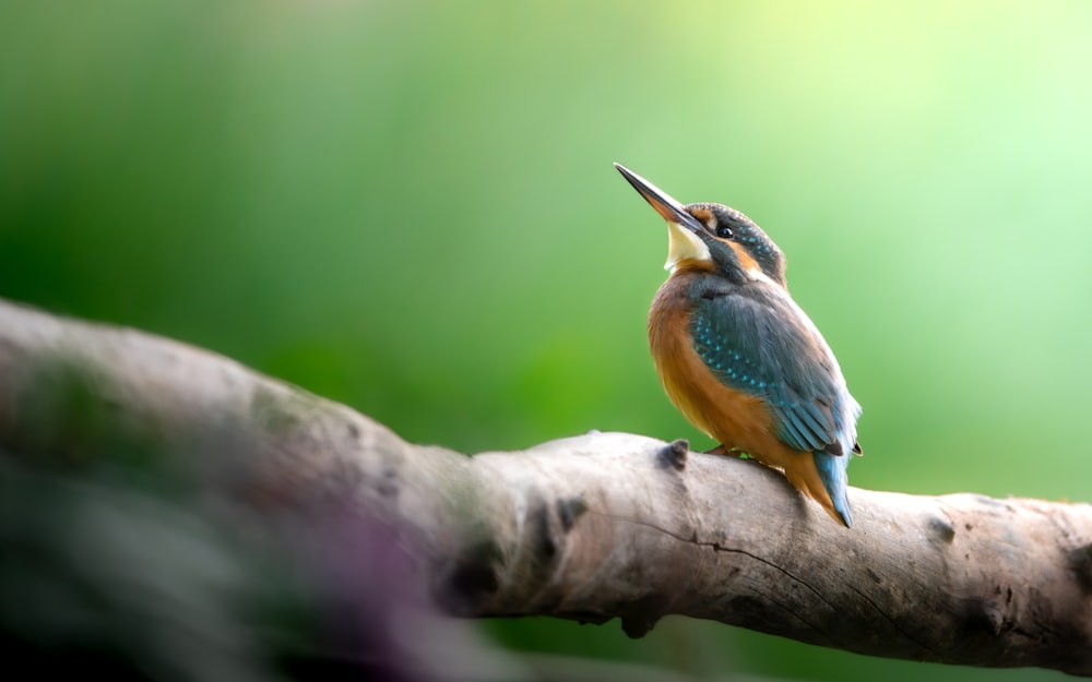 a small bird sitting on top of a tree branch