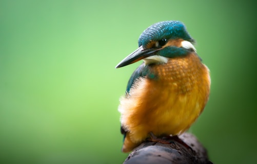 A vibrant kingfisher perched on a branch with a blurred green background. The bird displays striking blue and orange plumage, with a sharp, pointed beak and vivid markings around its eyes.