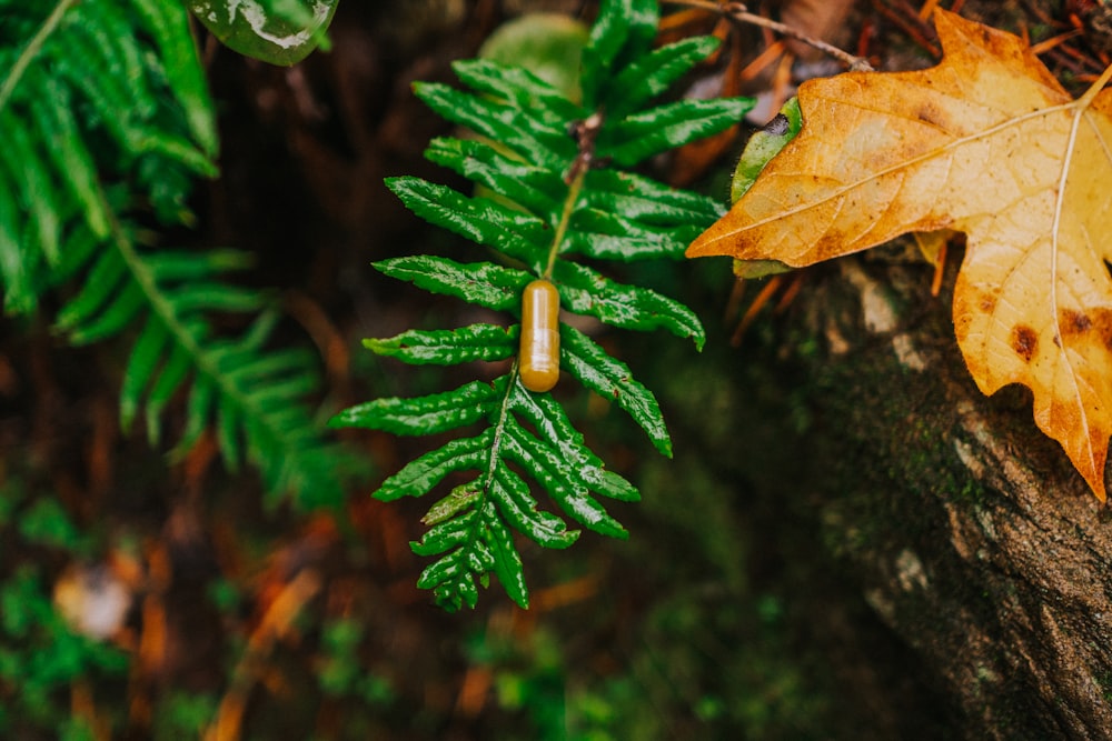 a leaf and a caterpillar on a tree