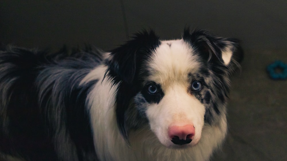 Foto Un perro blanco y negro con ojos azules mirando a la cámara – Imagen Perro  gratis en Unsplash