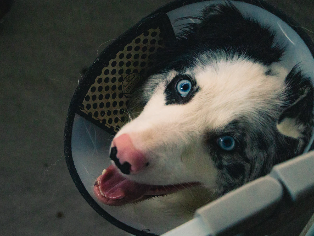 Why Veterinary Quote Turnaround Is So Slow in 2026