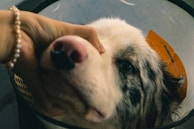 A close-up of a dog wearing a protective cone. A hand is gently holding the dog's face, showing a moment of care and interaction.