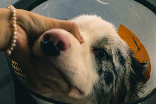 A close-up of a dog wearing a protective cone. A hand is gently holding the dog's face, showing a moment of care and interaction.
