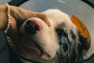 A close-up of a dog wearing a protective cone. A hand is gently holding the dog's face, showing a moment of care and interaction.