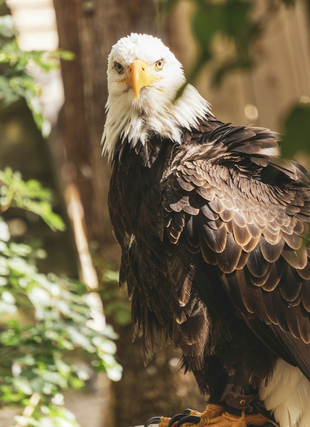 a bald eagle sitting on top of a tree branch