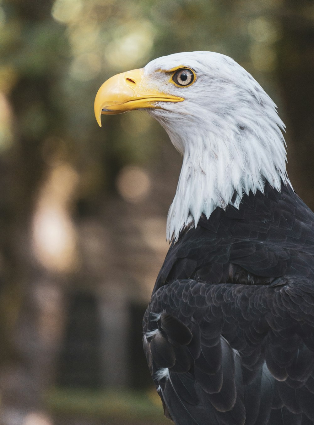 a close up of a bald eagle with a tree in the background