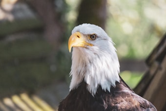 A bald eagle with a striking yellow beak and piercing eyes. Its white head contrasts sharply with the darker feathers of its body. The background is subtly blurred with hints of greenery and wooden textures.